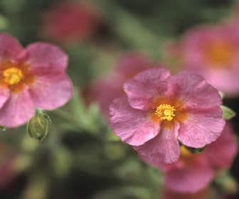 Zonneroosje (Helianthemum 'Ben Hope')