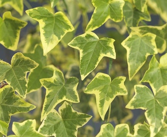 Klimop (Hedera helix 'Goldchild')