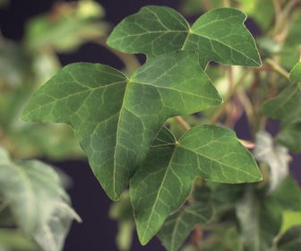 Kleinbladige Klimop (Hedera helix)