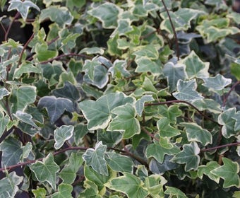 Klimop (Hedera helix 'Glacier')