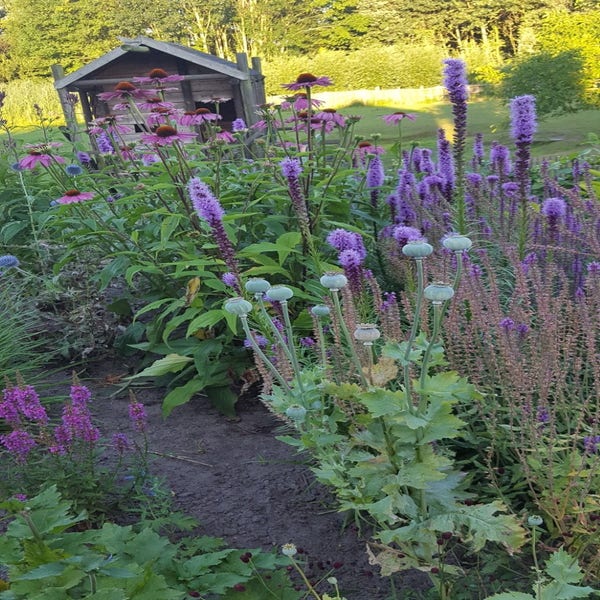 Borderpakket Felroze -  zomerbloeiende border planten