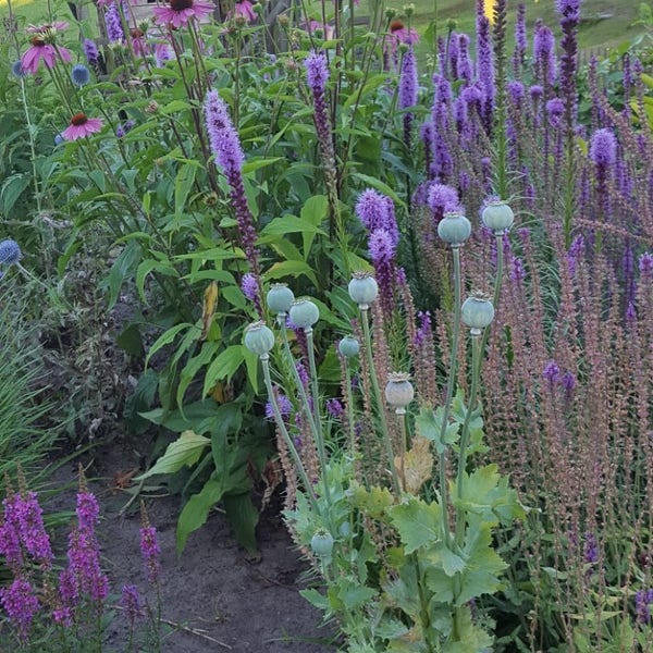 Borderpakket Felroze -  zomerbloeiende border planten