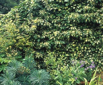 Klimop (Hedera helix 'Goldheart')
