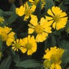 Zonnekruid (Helenium 'Kanaria')