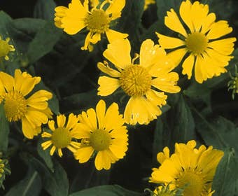 Zonnekruid (Helenium 'Kanaria')