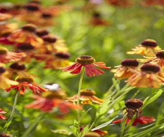 Zonnekruid (Helenium 'Moerheim Beauty')