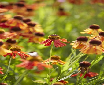 Zonnekruid (Helenium 'Moerheim Beauty')