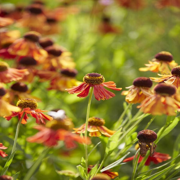 Zonnekruid (Helenium 'Moerheim Beauty')