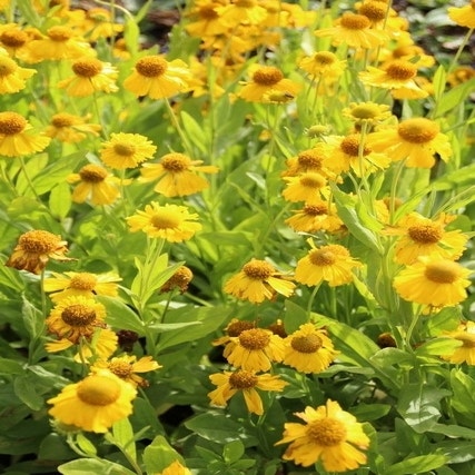 Zonnekruid (Helenium autumnale 'Pumilum Magnificum')