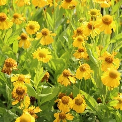 Zonnekruid (Helenium autumnale 'Pumilum Magnificum')