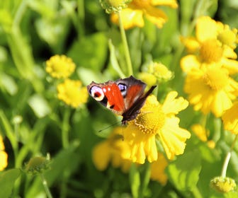 Zonnekruid (Helenium autumnale 'Pumilum Magnificum')