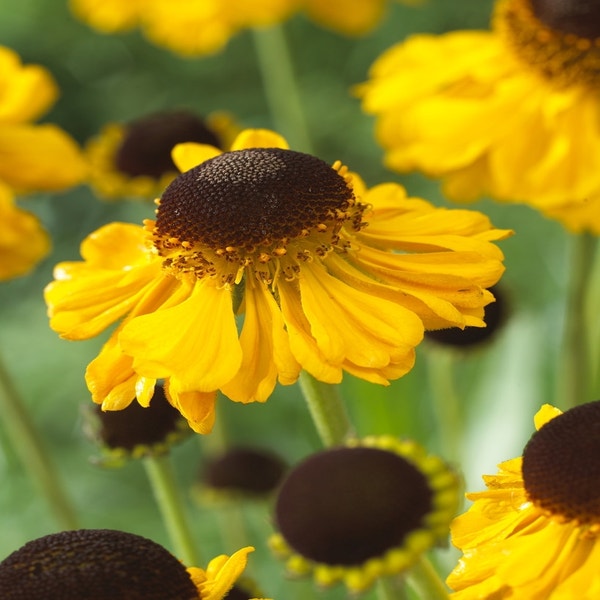 Zonnekruid (Helenium bigelovii 'The Bishop')