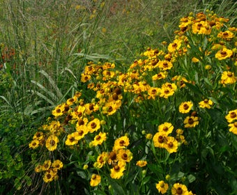 Zonnekruid (Helenium 'Goldrausch') 