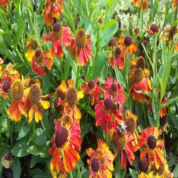 Helenium 'Mardi Gras'