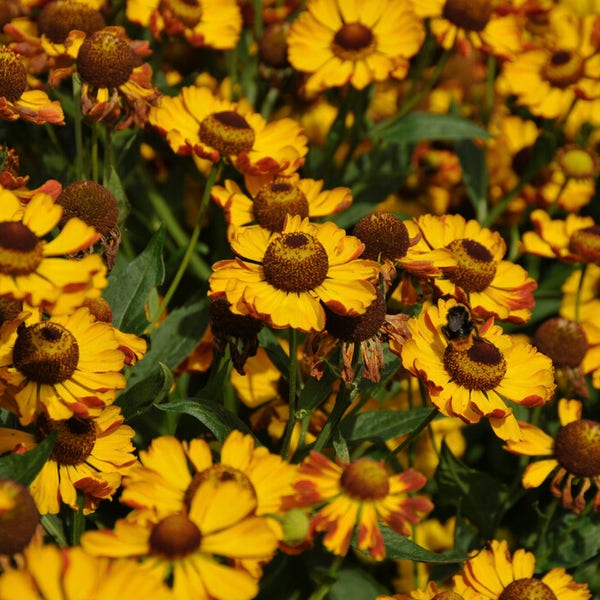 Zonnekruid (Helenium 'Rauchtopas')