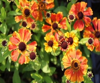 Zonnekruid (Helenium 'Sahin's Early Flowerer') BIO 
