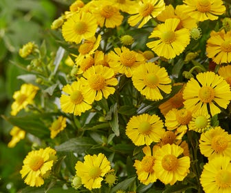Zonnekruid (Helenium 'Sombrero')
