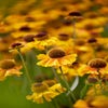 Zonnekruid (Helenium 'Wyndley')