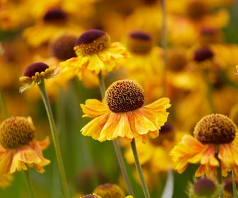 Zonnekruid (Helenium 'Wyndley')