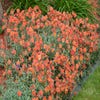 Zonneroosje (Helianthemum 'Fire Dragon')