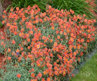 Zonneroosje (Helianthemum 'Fire Dragon')