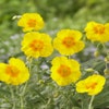 Zonneroosje (Helianthemum 'Golden Queen')