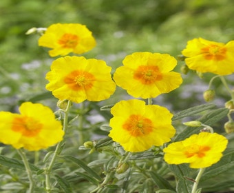 Zonneroosje (Helianthemum 'Golden Queen')