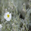 Zonneroosje (Helianthemum 'The Bride')