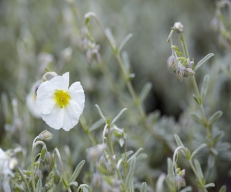 Zonneroosje (Helianthemum 'The Bride')