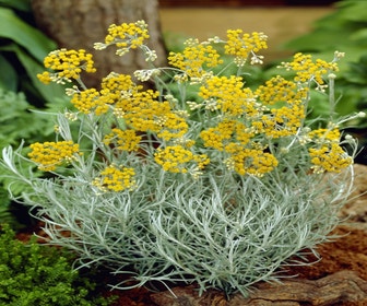 Kerrieplant (Helichrysum italicum)