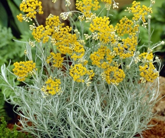 Kerrieplant (Helichrysum italicum) BIO