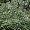 Sierhaver (Helictotrichon sempervirens)