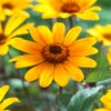 Zonneoog (Heliopsis helianthoides 'Summer Nights')