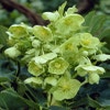 Nieskruid (Helleborus argutifolius)
