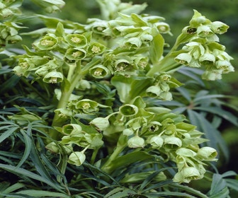 Stinkend nieskruid (Helleborus foetidus) BIO