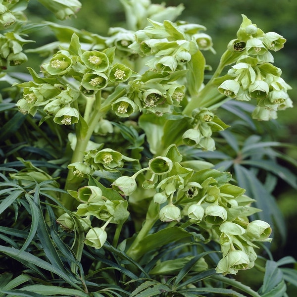 Stinkend nieskruid (Helleborus foetidus) BIO