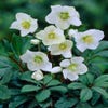 Nieskruid (Helleborus niger 'Praecox')