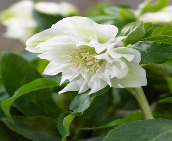 Nieskruid (Helleborus orientalis 'Double Ellen White')