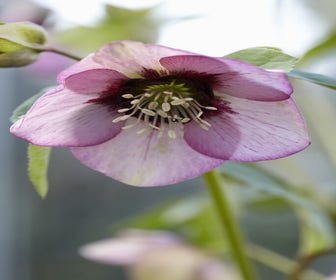 Nieskruid (Helleborus orientalis) BIO