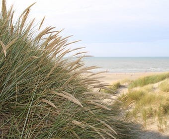 Helmgras (Ammophila arenaria)