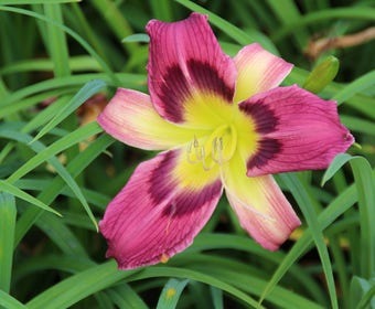Daglelie (Hemerocallis 'Autumn Red')