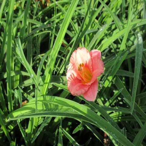 Hemerocallis 'Cosmopolitan'