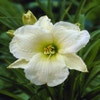 Daglelie (Hemerocallis 'Gentle Shepherd')