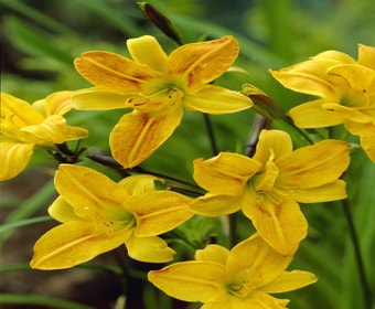 Daglelie (Hemerocallis 'Golden Chimes')