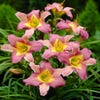 Daglelie (Hemerocallis 'Nile Crane')