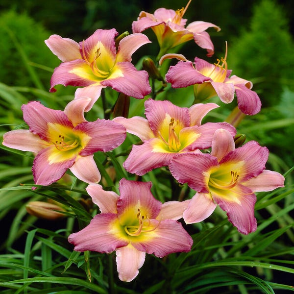 Daglelie (Hemerocallis 'Nile Crane')