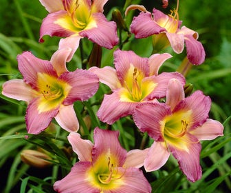 Daglelie (Hemerocallis 'Nile Crane')