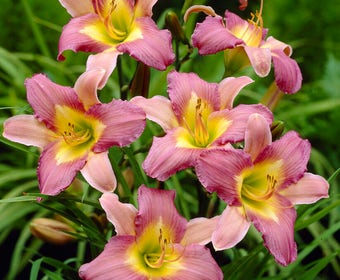 Daglelie (Hemerocallis 'Nile Crane')