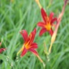Daglelie (Hemerocallis 'Sammy Russell')
