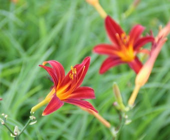 Daglelie (Hemerocallis 'Sammy Russell')